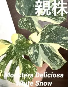 2026年最新】モンステラ グリーンスノーの人気アイテム - メルカリ
