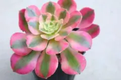 ♡多肉植物♡カット苗♡アエオニウム♡ブラックチェリー♡ - メルカリ