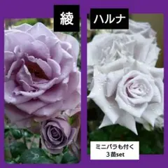 2026年最新】レア薔薇苗の人気アイテム - メルカリ