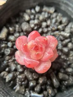 s*u様 現品　新作　多肉植物　エケベリア　ルビーのいちご大福　1株　5cm鉢