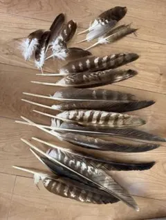 2025年最新】鳶の羽の人気アイテム - メルカリ