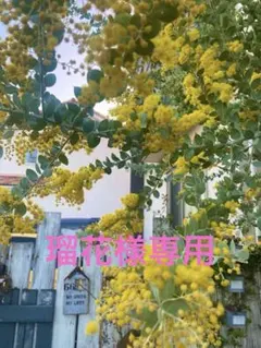 瑠花様専用　パールアカシアミモザ