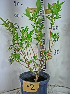 2026年最新】ブルーベリー 挿し木の人気アイテム - メルカリ