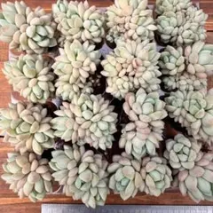 す*ず様 XY369P　玉グリーン　16苗　多肉植物　土根付き　エケベリア