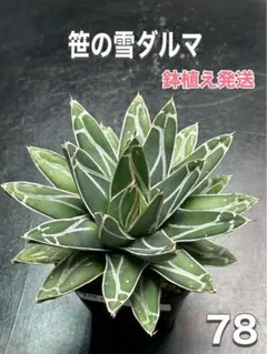 ナッツ様 リクエスト 2点 まとめ商品