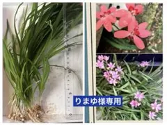 ヒメヒオウギ（姫檜扇）球根・抜き苗25株以上❺ ラスト