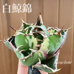 2026年最新】アガベ 白鯨 親株の人気アイテム - メルカリ