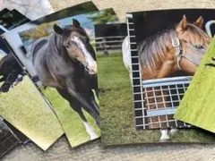 名馬生写真セット　競馬　多数