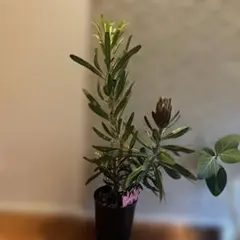 ⑥お花咲いてます。キングプロテア・リトルプリンス3輪咲き - メルカリ