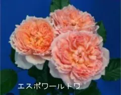 専用 ルイ フィリップ みさき バラ挿し木苗 黒ポット 追跡あり - メルカリ