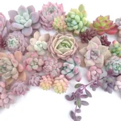 多肉植物 カット苗✂ 詰め合わせ✿
