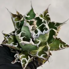 2025年最新】アガベ オアハカの人気アイテム - メルカリ