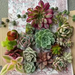 【匿名配送】多肉植物♬*゜カット苗詰め合わせ　エケベリア・セダム