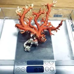 珊瑚　原木　置物　桃色珊瑚　白珊瑚 高知県産 最高品質『原木桃色珊瑚』特大 - 国内外の優れた伝統