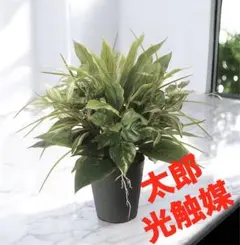 光触媒　人工観葉植物　ウォールグリーン　フェイクグリーン　ミックストラディス51のサムネイル