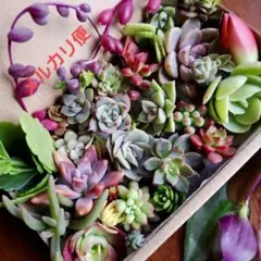 2026年最新】ピンクラブリーローズ 多肉の人気アイテム - メルカリ