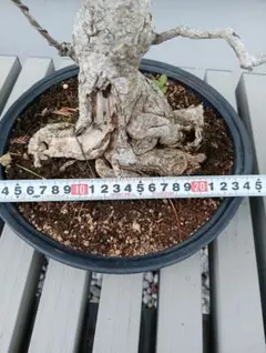 錦木真弓 盆栽 幹上高さ約34cm 古木 根張 - メルカリ