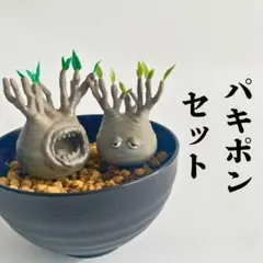 グラキリス　現地球　2頭　塊根植物 黒鉢付き　笠間焼　スリット鉢 楽天市場】グラキリス（サイズ（植木鉢）4 ～ 6号）の通販