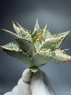 2025年最新】チタノタ ブツブツの人気アイテム - メルカリ