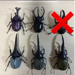 いきもの大図鑑　かぶとむし　5種