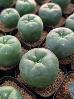 2025年最新】ロフォ 翠冠玉の人気アイテム - メルカリ