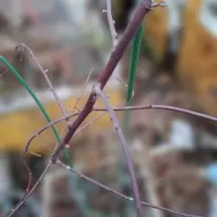 ブラックベリーの枝　挿し木用10本