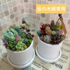 そのまま飾れる多肉植物の寄せ植え*プチ寄せ植え*２つセット　ホワイト