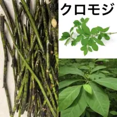 クロモジ　30cmカット黒文字　和風　アロマ　(ネコポス1kg以内)のサムネイル