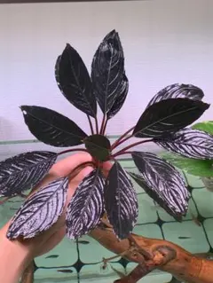 み*！様 ブセファランドラスケルトンキング12株 超大型ブセファランドラ！スケルトンキング（キシィ）の特徴と