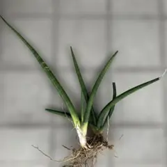 2025年最新】サンセベリア スタッキーの人気アイテム - メルカリ