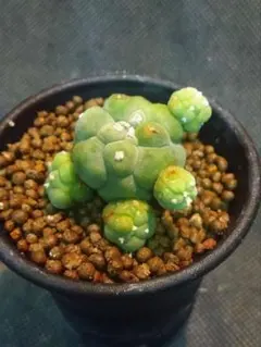 2025年最新】翠冠玉の人気アイテム - メルカリ