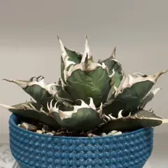 U*i様 渋谷栄一　陶器鉢 CATEGORY 渋谷英一 | JIBITA