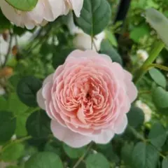 薔薇苗