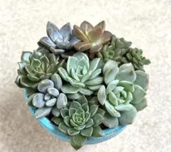 ちまちま寄せ植えセット　8品種　カット苗　根無し　エケベリア他(韓国苗含む)のサムネイル