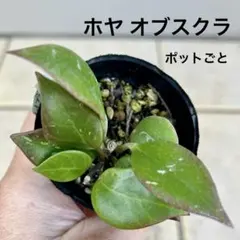 2025年最新】観葉植物 ホヤの人気アイテム - メルカリ