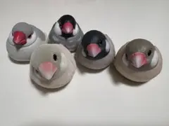 手のりフレンズ　文鳥5体セット