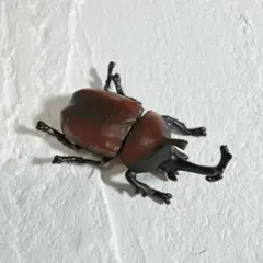 カブトムシ