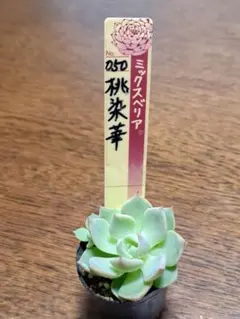 s*w様 ミックスベリア白染華 s*w様 ミックスベリア白染華 2025年最新】ミックスベリア 桃染