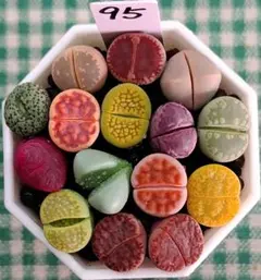 多肉植物リトープス/コノフィツム/メセン　15品種カラフルセット　土付き　S95