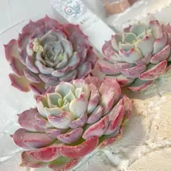 guri.gura.8083様 リクエスト 2点 まとめ商品