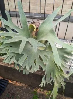 P.dwarf Yellow Moon hillii Dragon - メルカリ
