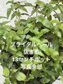 MG様 リクエスト 3点 まとめ商品