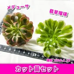 2026年最新】アエオニウムの人気アイテム - メルカリ