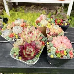 119 多肉植物の小さな寄せ植え♡いろいろセット♡GW速達発送