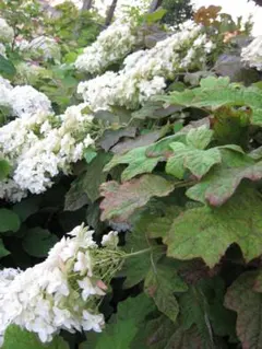 おりひめ様 リクエスト 4点 まとめ商品