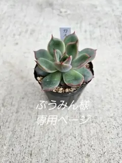 ぷうみん＊オーダー停止(*ᴗ ᴗ)⁾⁾様 リクエスト 2点 まとめ商品