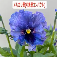 2025年最新】ビオラ レディの人気アイテム - メルカリ