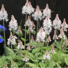 tae様 リクエスト 2点 まとめ商品