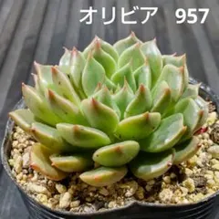 オリビア 957 エケベリア 多肉植物 抜き苗