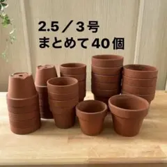 植木鉢 2.5号／3号実生鉢 【30個】多肉植物鉢リメイクに！陶器 - メルカリ